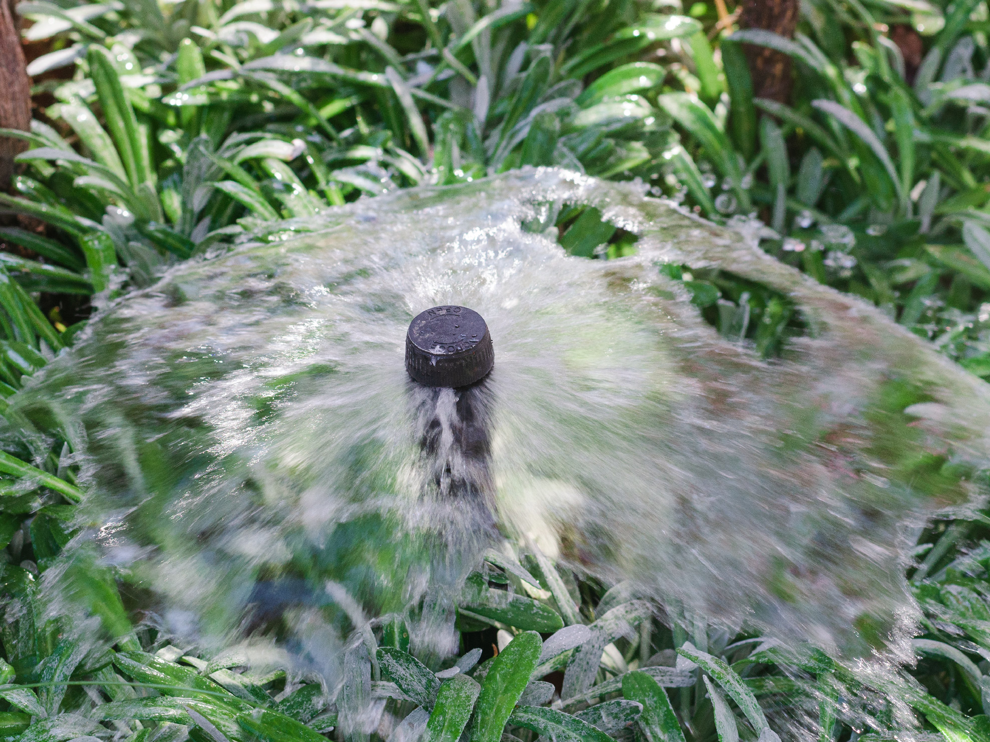 A clogged sprinkler head awkwardly disperses water